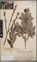 Foto von Salix cinerea L. x Salix viminalis L.